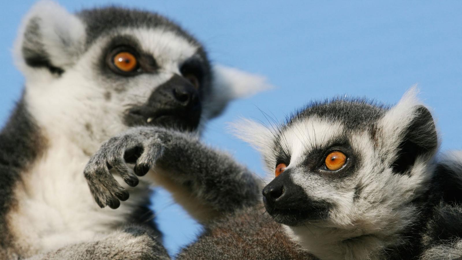 Madagascar, Esencias del Sur